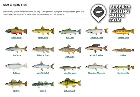 A Beginner’s Guide to Fishing in Alberta (for 2024).